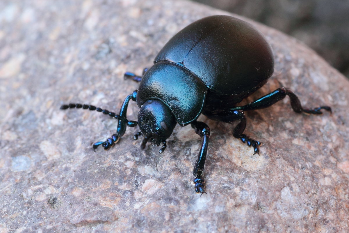 Timarcha tenebricosa (cf.)