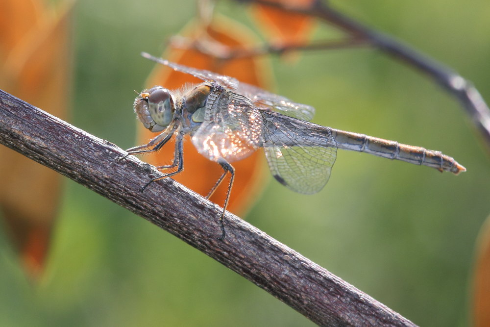Sympetrum striolatum