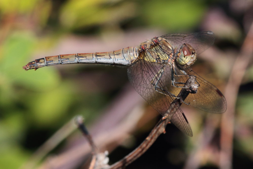 Sympetrum striolatum