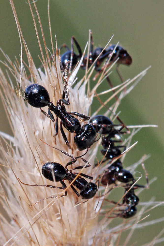Da identificare