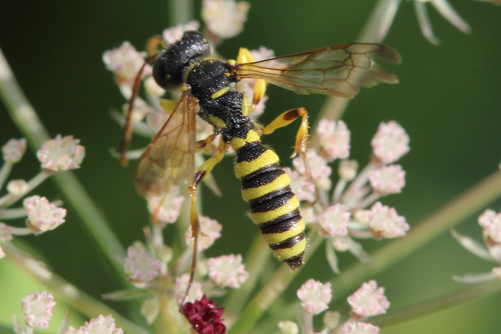 Crabronidae: Cerceris arenaria, maschio