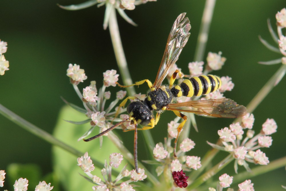 Crabronidae: Cerceris arenaria, maschio