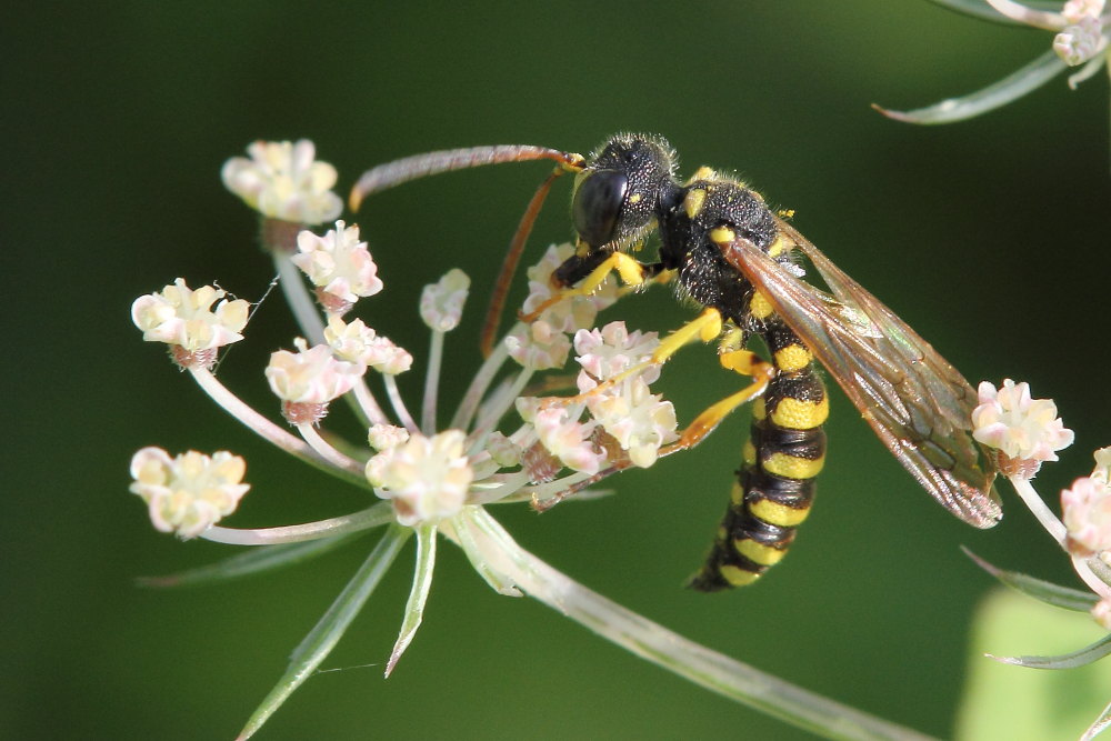 Crabronidae: Cerceris arenaria, maschio