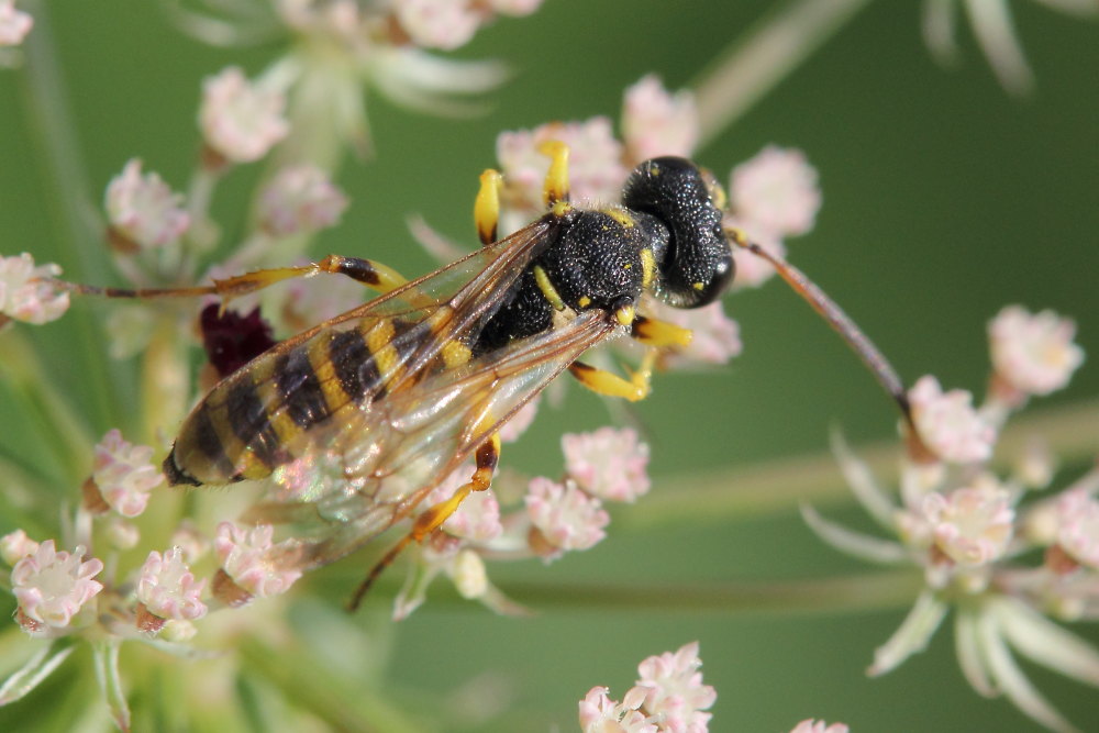 Crabronidae: Cerceris arenaria, maschio