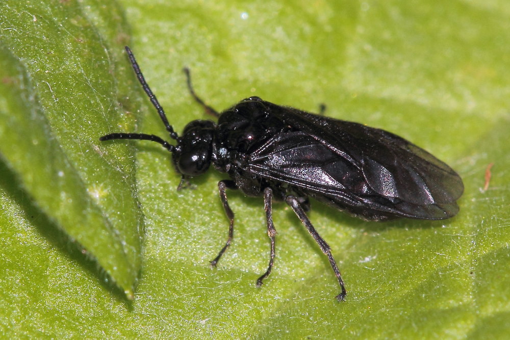 Tenthredinidae: Tomostethus nigritus