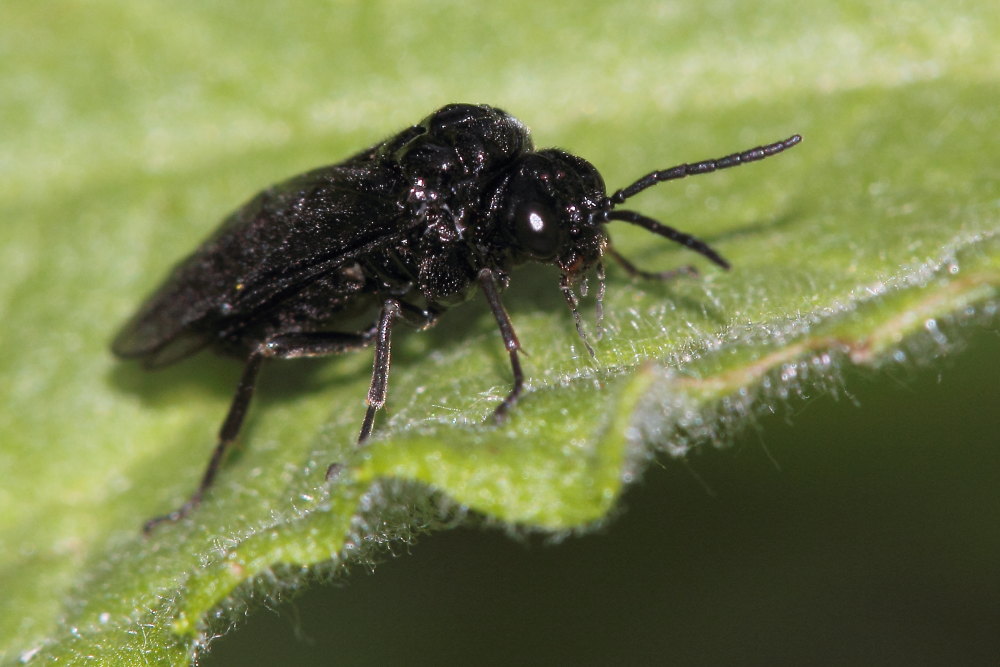 Tenthredinidae: Tomostethus nigritus