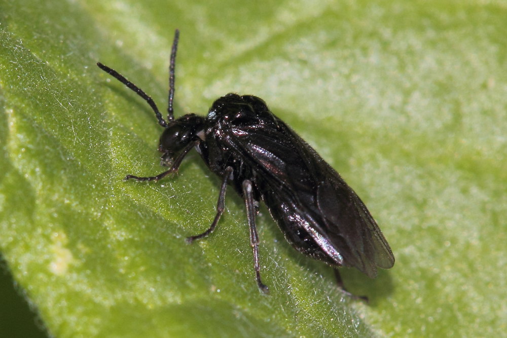 Tenthredinidae: Tomostethus nigritus