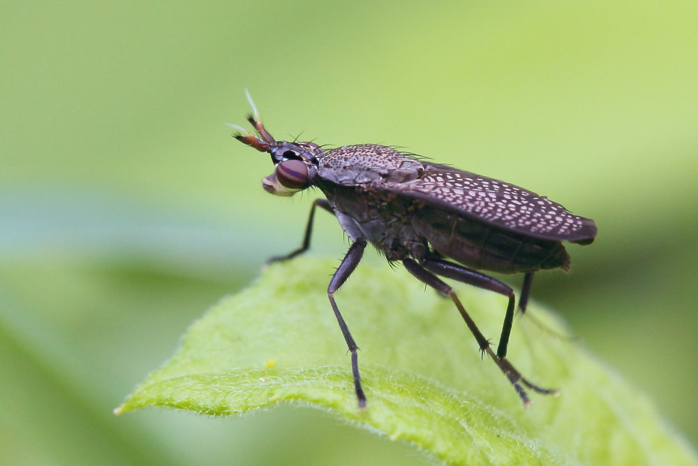 Coremacera marginata ?