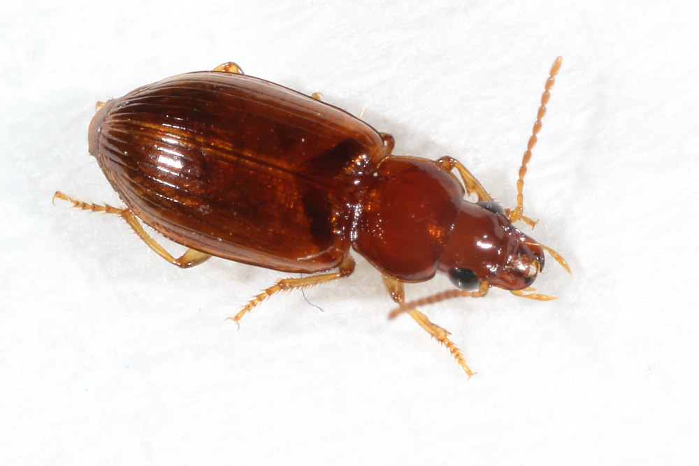 Carabidae da identificare 2: Bradycellus verbasci