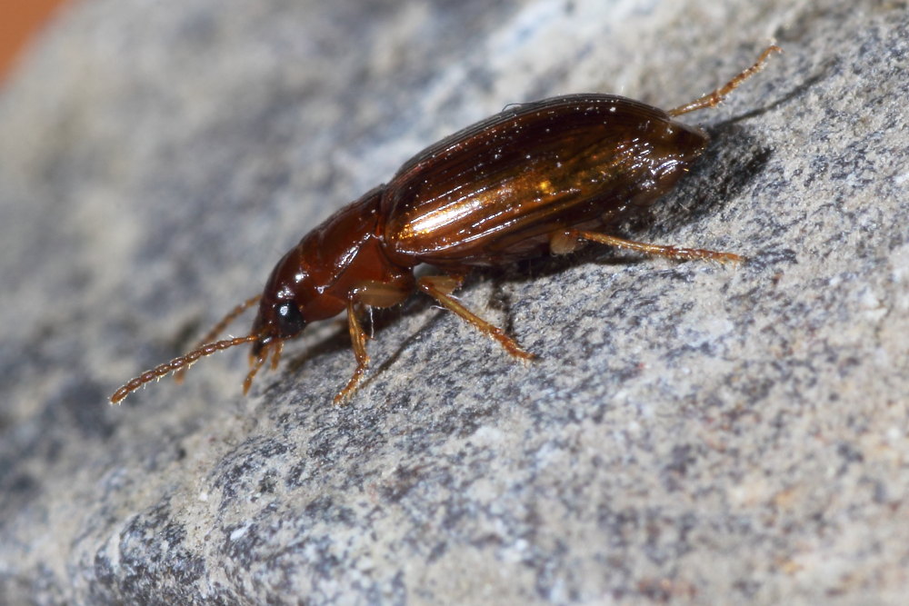 Carabidae da identificare 2: Bradycellus verbasci