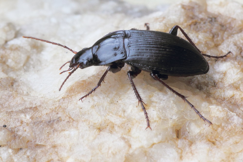 Carabidae da identificare 1: Calathus fuscipes graecus