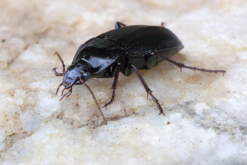Carabidae da identificare 1: Calathus fuscipes graecus