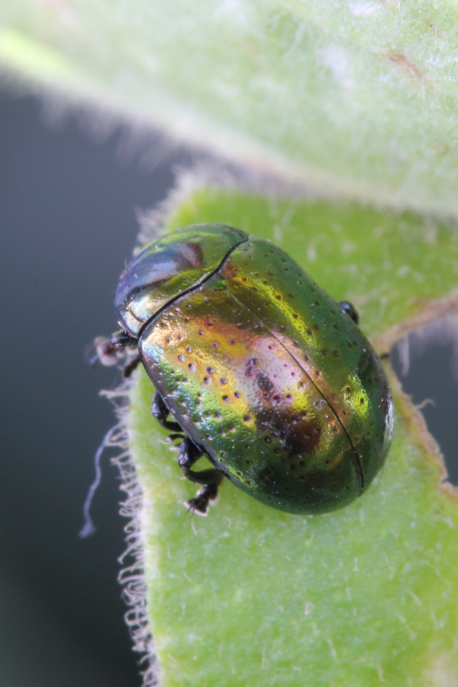 Chrysolina hyperici ?