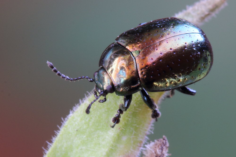 Chrysolina hyperici ?
