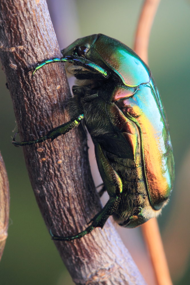 Protaetia affinis (cfr.)