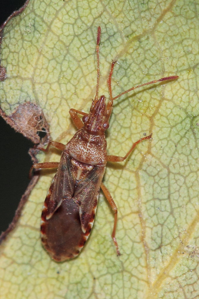 Lygaeidae: Belonochilus numenius delle Marche (AN)