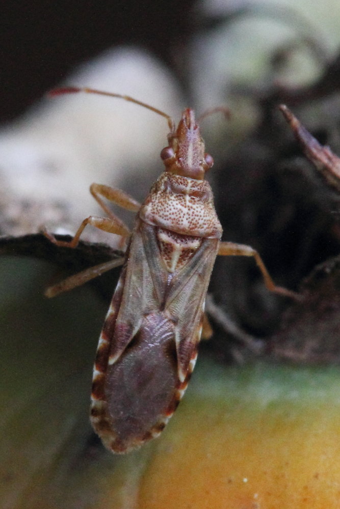 Lygaeidae: Belonochilus numenius delle Marche (AN)