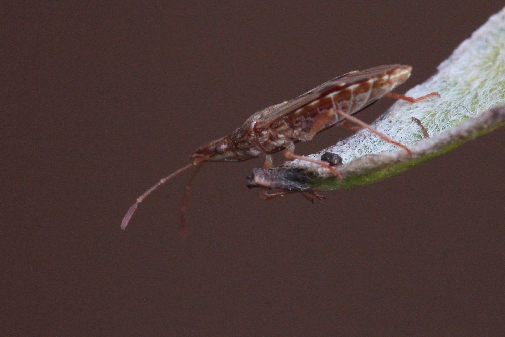 Lygaeidae: Belonochilus numenius delle Marche (AN)