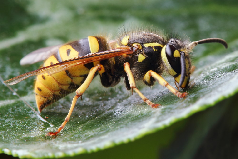 Vespula vulgaris ?