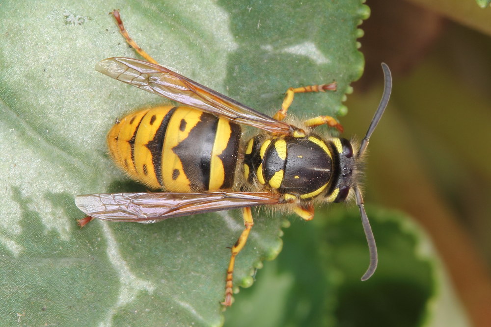 Vespula vulgaris ?