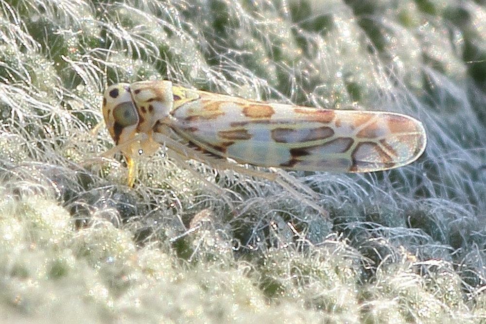 Eupteryx sp. Marche