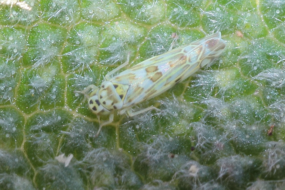 Eupteryx sp. Marche