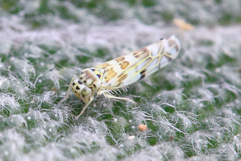 Eupteryx sp. Marche