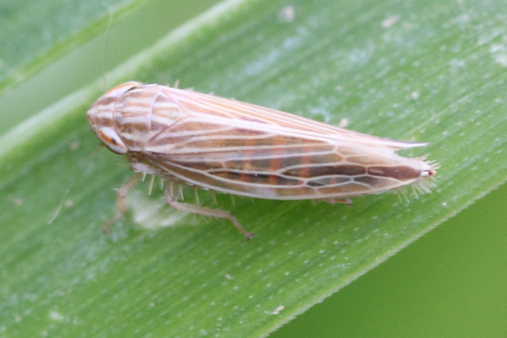 Cicadellidae da identificare