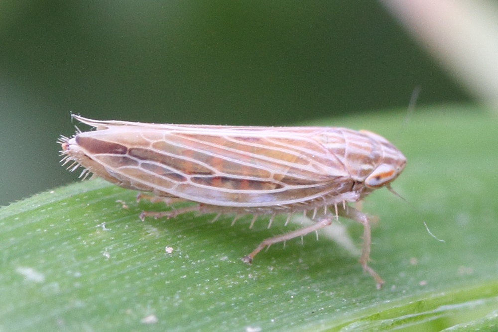 Cicadellidae da identificare