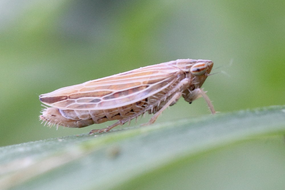 Cicadellidae da identificare