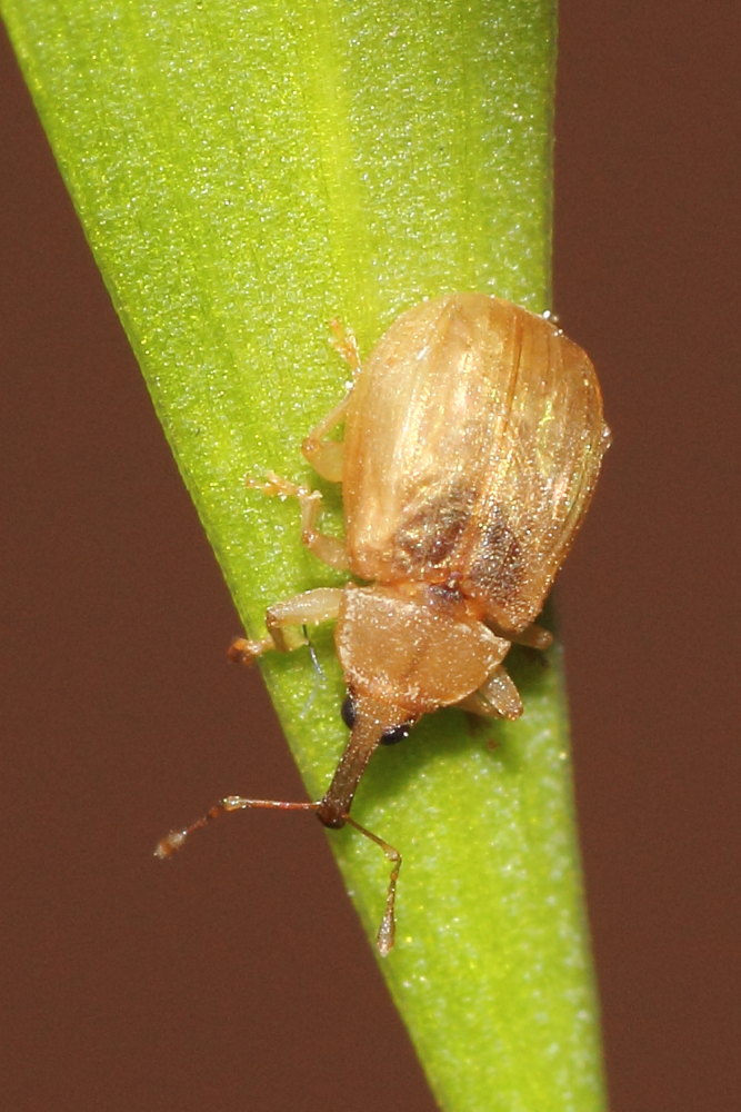 Curculionidae da identificare- Derelomus subcostatus cf.