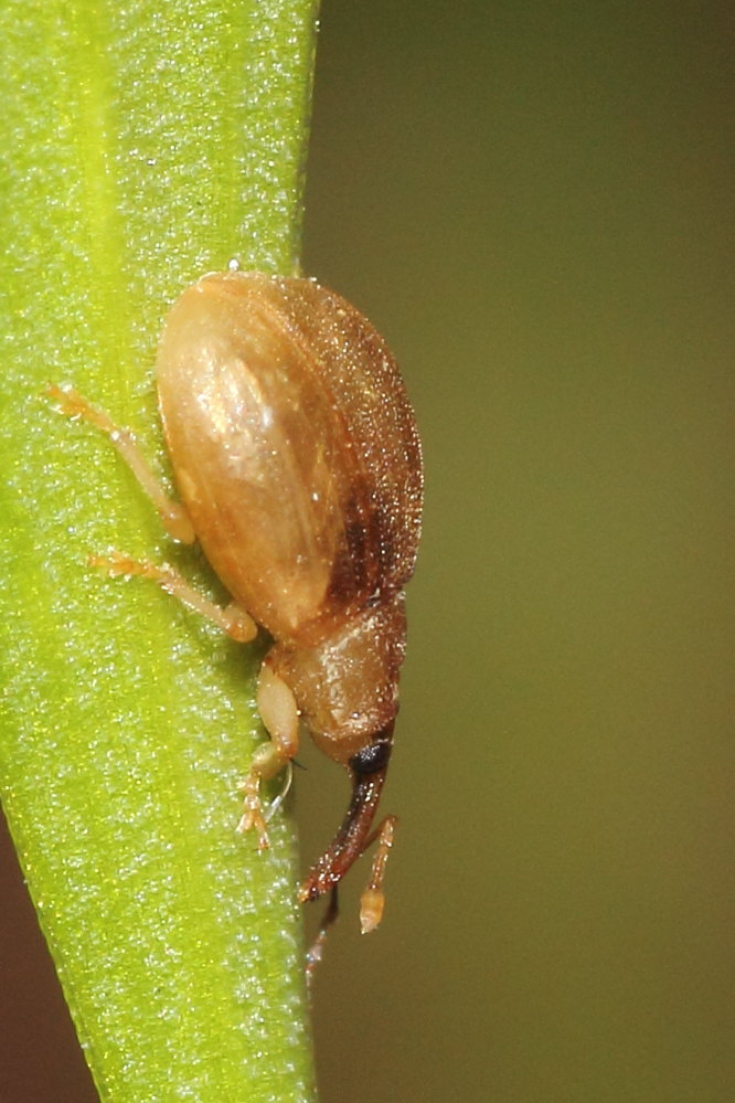 Curculionidae da identificare- Derelomus subcostatus cf.