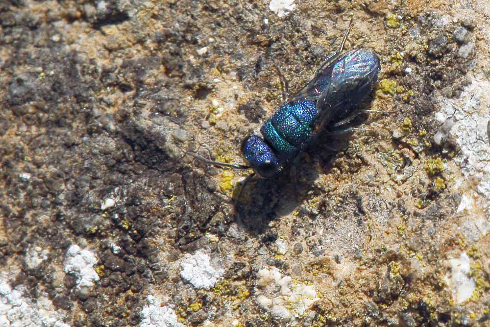 Chrysididae da identificare: Chrysis ragusae