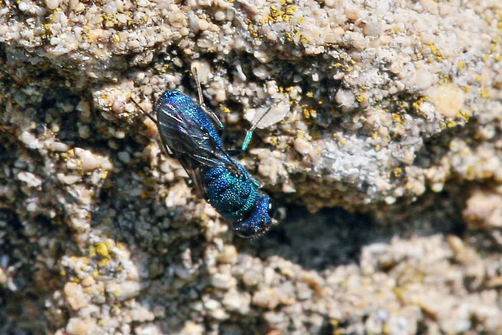 Chrysididae da identificare: Chrysis ragusae