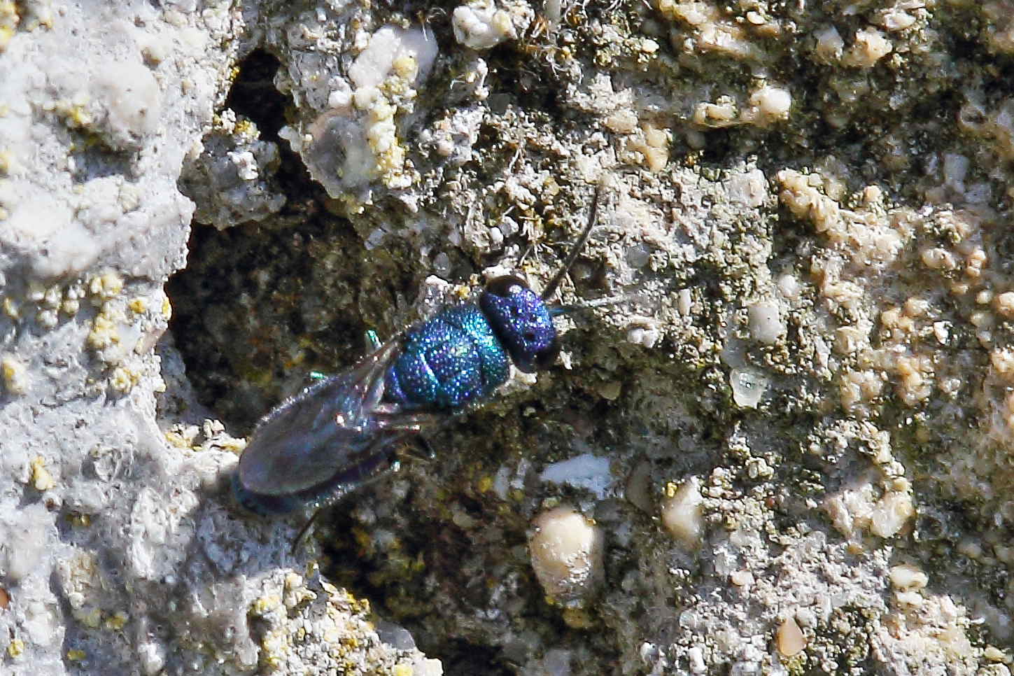 Chrysididae da identificare: Chrysis ragusae