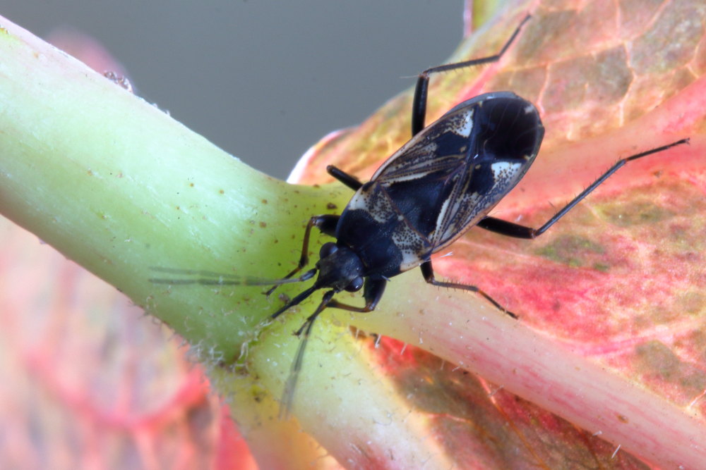 Lygaeidae: Rhyparochromus vulgaris