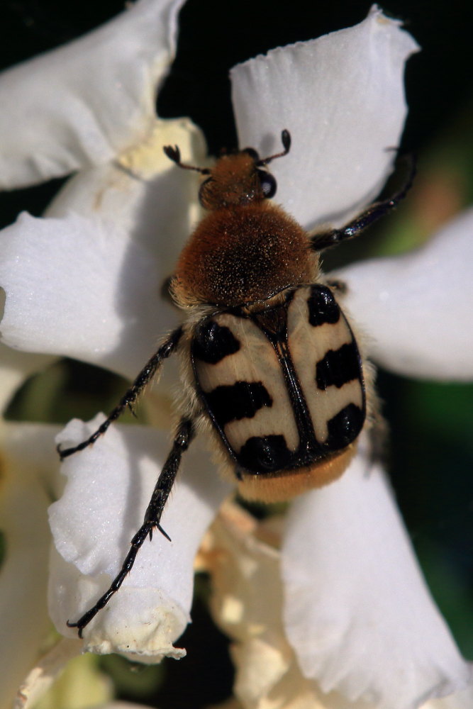 Trichius rosaceus?....  Trichius zonatus (Cetoniidae)