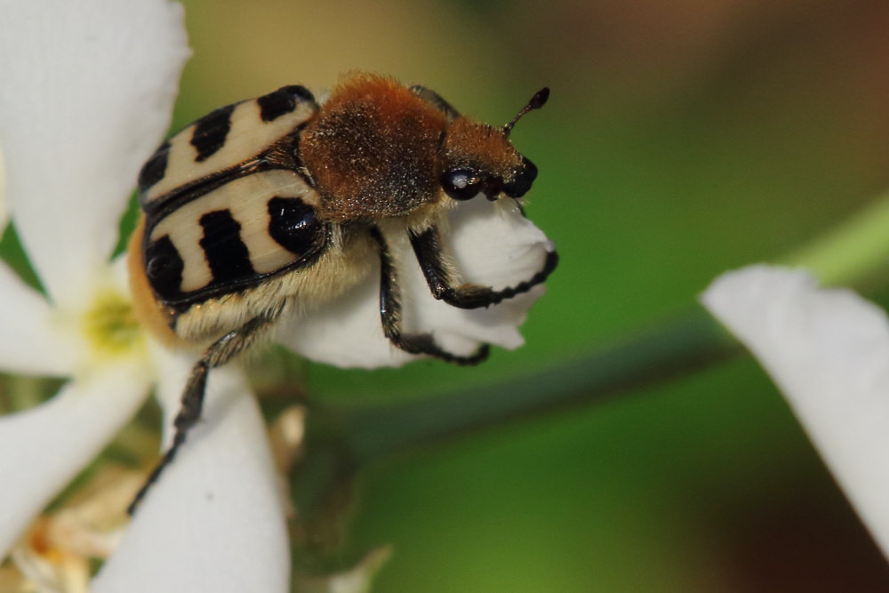 Trichius rosaceus?....  Trichius zonatus (Cetoniidae)