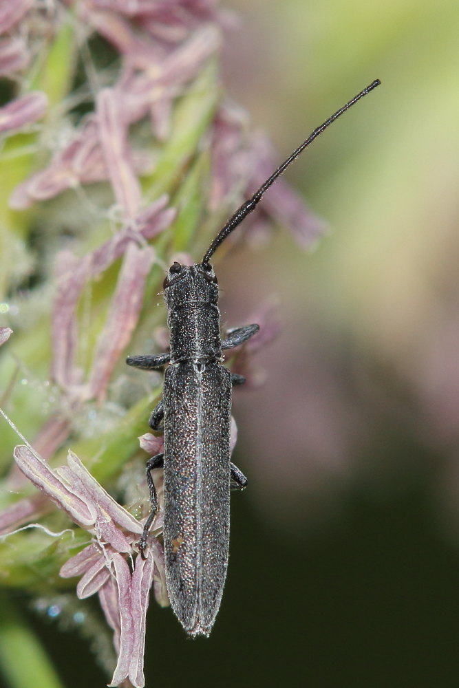 Cerambycidae:  Calamobius filum
