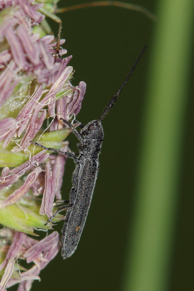 Cerambycidae:  Calamobius filum