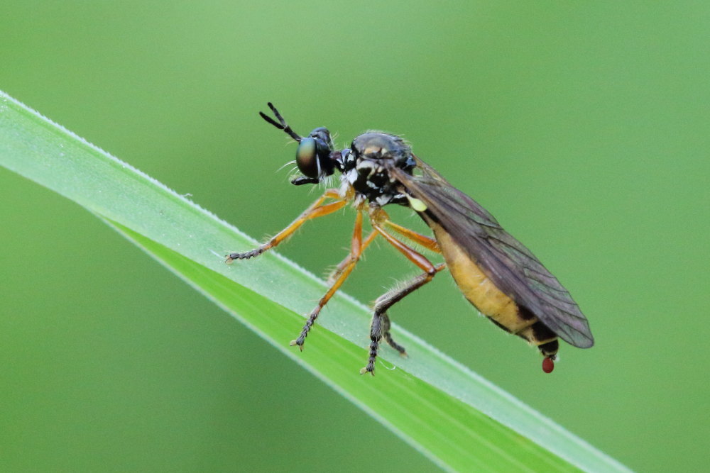 Asilidae:  Dioctria sp.