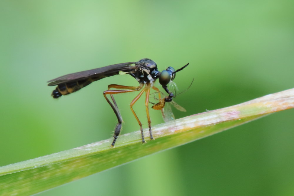 Asilidae:  Dioctria sp.