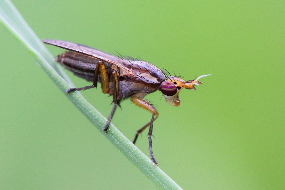 Sciomyzidae:  Limnia unguicornis?  S !