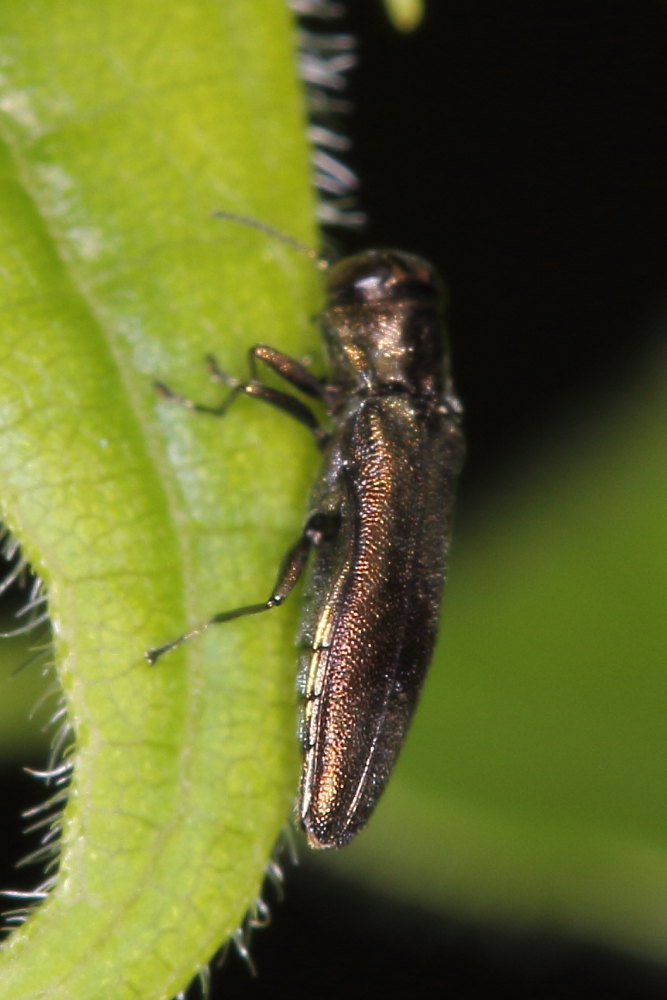 Buprestidae:  Agrilus derasofasciatus