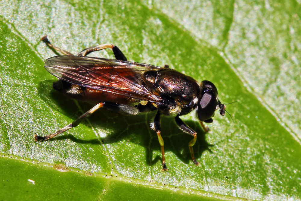 Syritta pipiens?