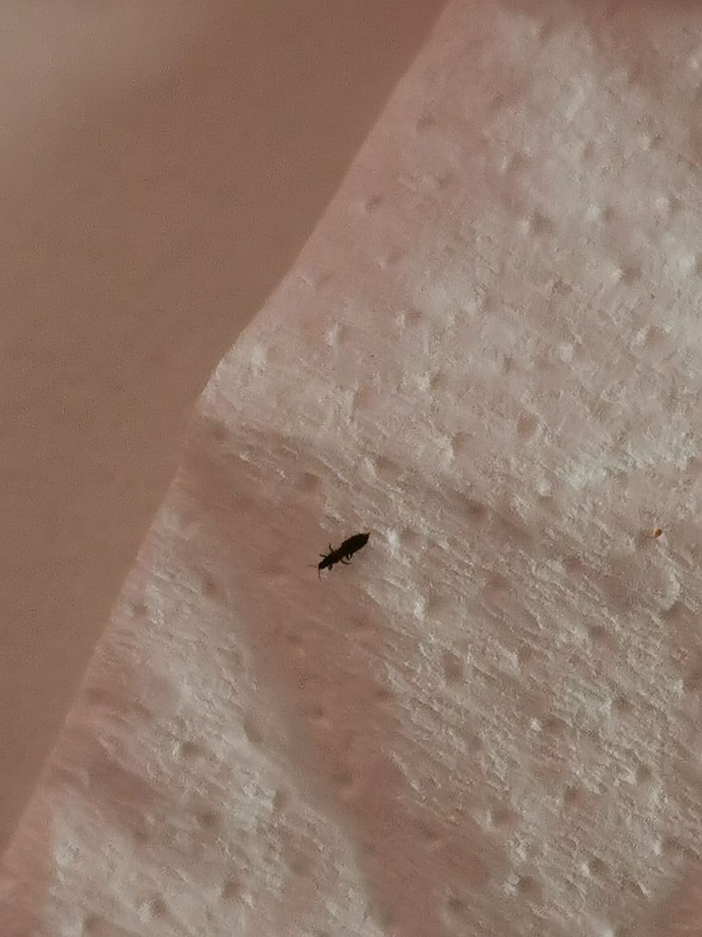 Identificazione questo insetto