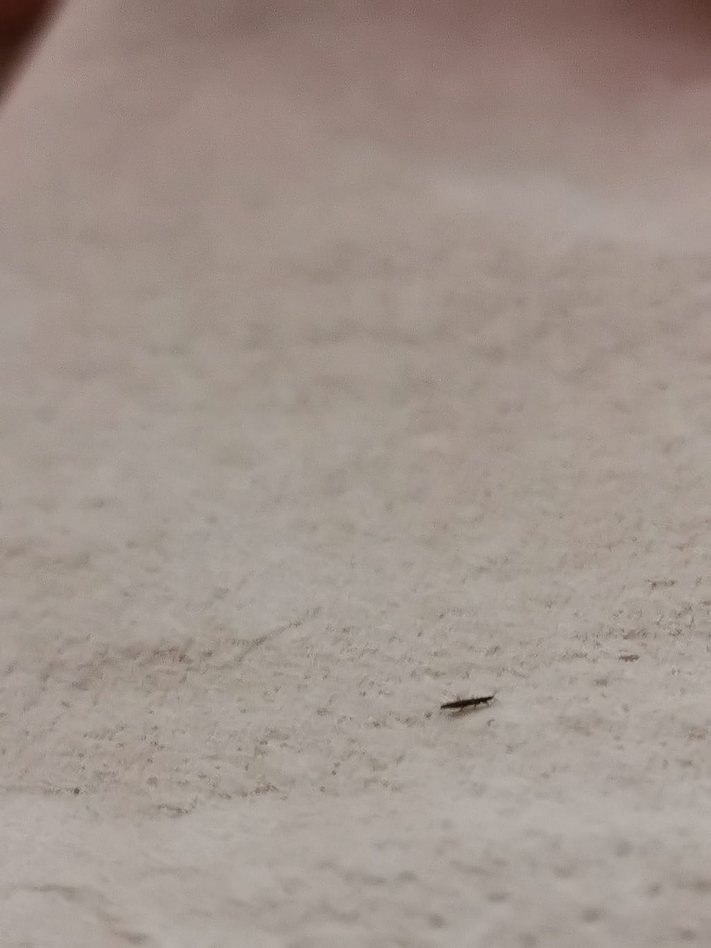 Identificazione questo insetto