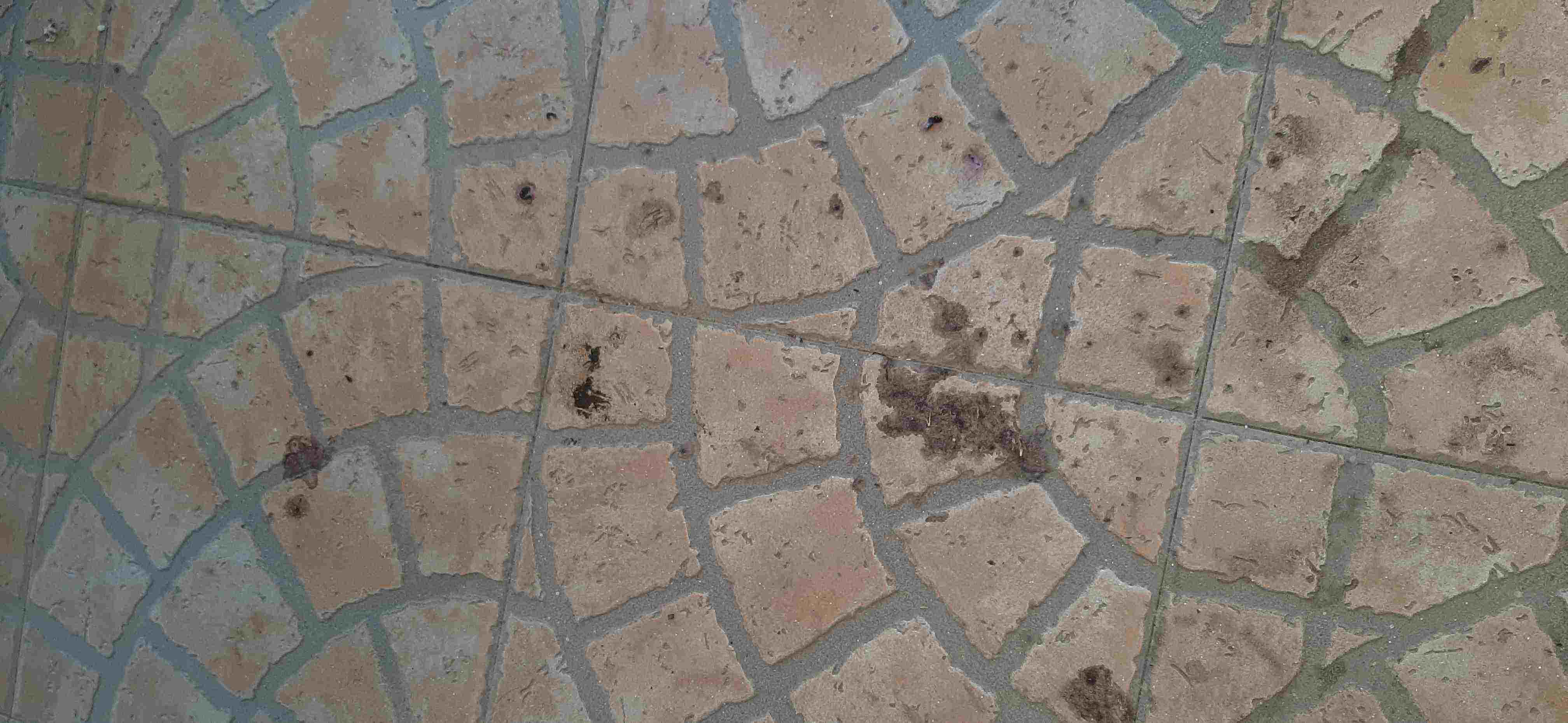 sospette feci di uccello o topo. Non so che fare