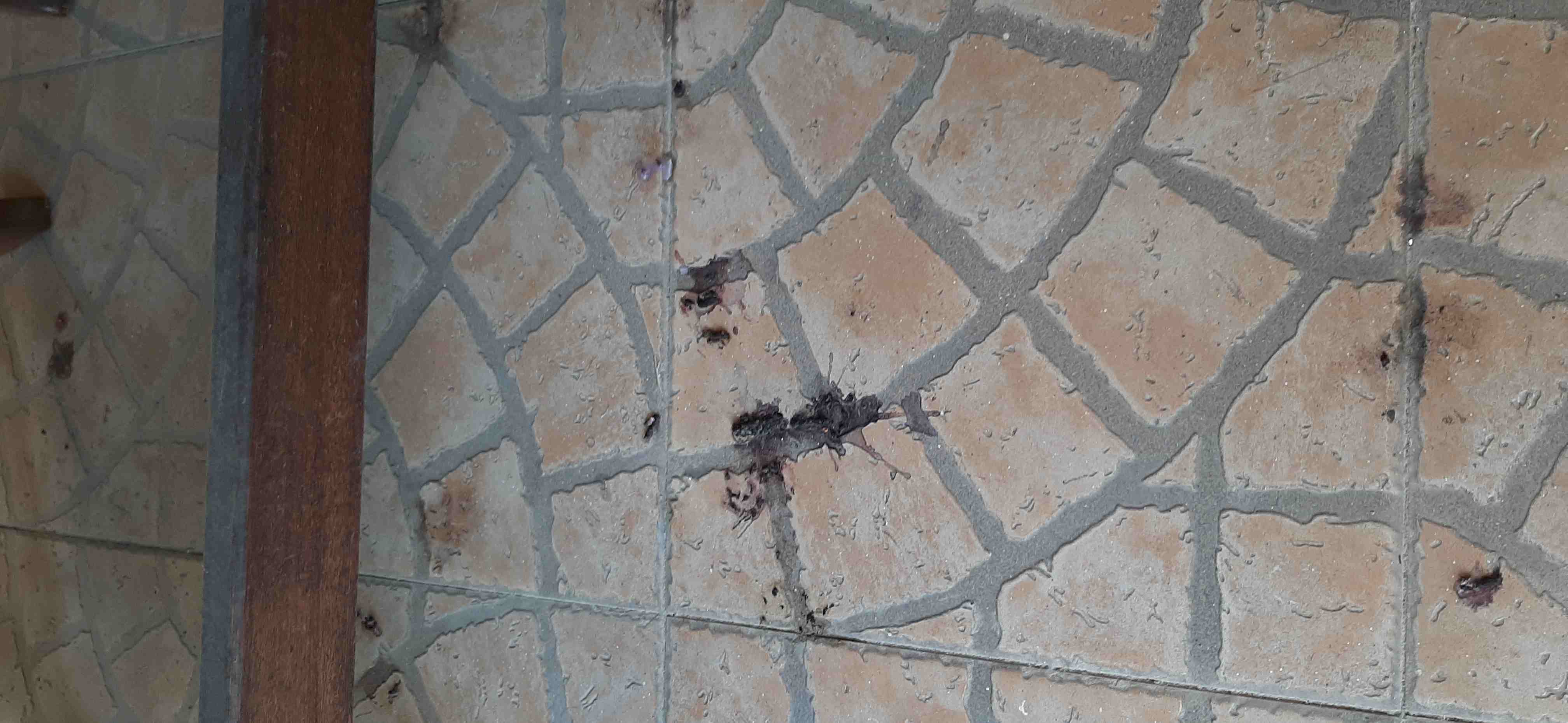 sospette feci di uccello o topo. Non so che fare