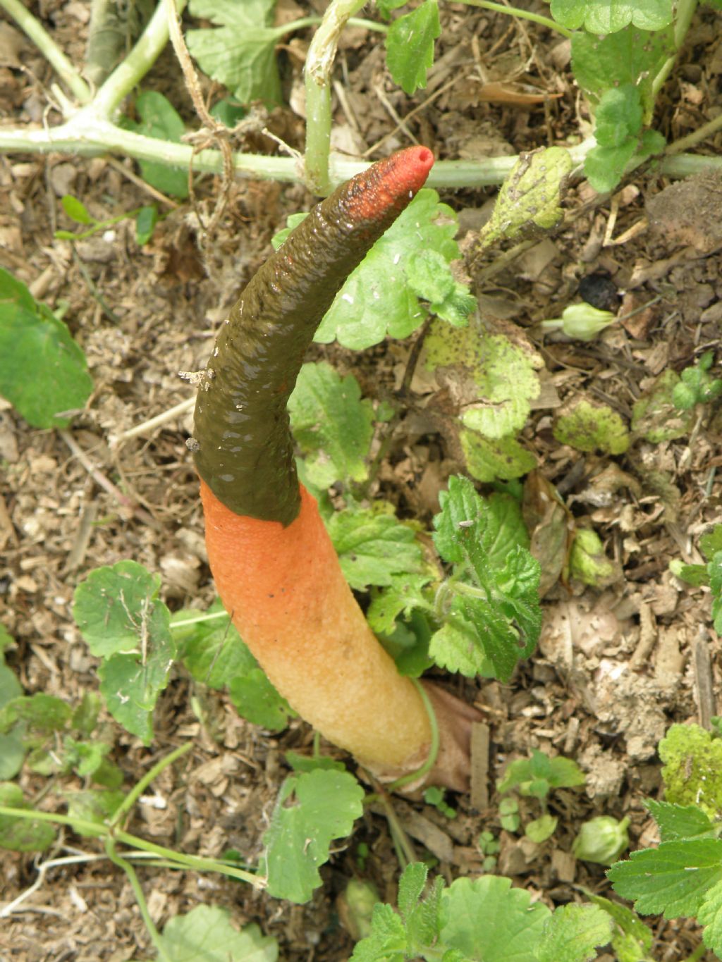 E'' un fungo? S, Mutinus elegans